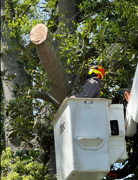 Tree Trimming